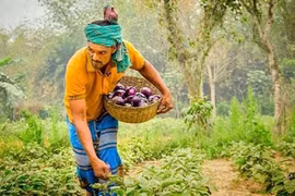 Triển vọng của cây trồng CNSH tại Kenya và Bangladesh