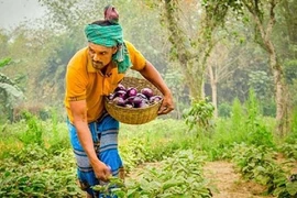 Triển vọng của cây trồng CNSH tại Kenya và Bangladesh