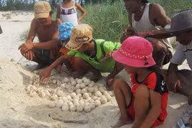 Bảo tồn rùa quý hiếm ở biển đảo Cồn Cỏ