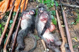 Hai con voọc quý hiếm bị nhóm thợ săn bắn chết