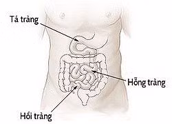 Ruột non khó tiếp cận nhất trong hệ thống tiêu hóa 