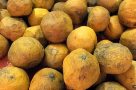 Tỏi giữ bưởi tươi lâu