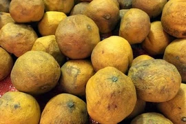 Tỏi giữ bưởi tươi lâu