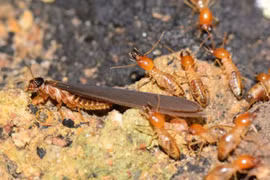 Cách xử lý khi nghi ngờ mối xuất hiện trong nhà