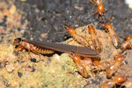 Cách xử lý khi nghi ngờ mối xuất hiện trong nhà