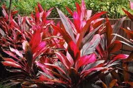 Huyết dụ chữa các bệnh chảy máu