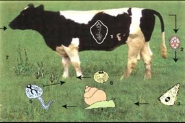 Phòng chống bệnh sán lá gan cho trâu, bò