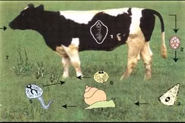 Phòng chống bệnh sán lá gan cho trâu, bò