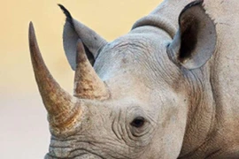 Chữa sốt co giật bằng sừng tê giác, bé 22 tháng tuổi bị xanh tím toàn thân