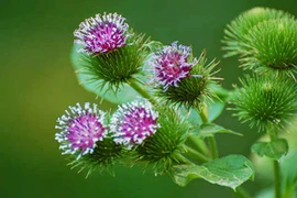 Tác dụng của ngưu bàng