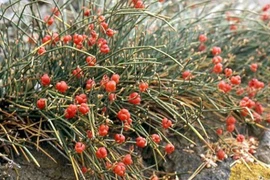 Ma hoàng - Vị thuốc chữa hen suyễn