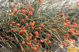 Ma hoàng - Vị thuốc chữa hen suyễn