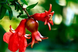 Hoa lựu làm thuốc