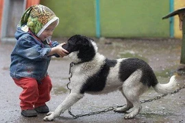 Trẻ 4 tuổi tử vong do bị chó cắn