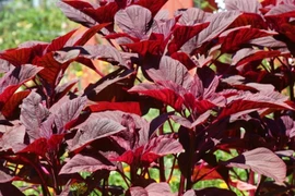 Loại rau giàu canxi nên bổ sung hàng ngày