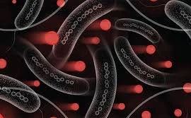 Vi khuẩn từ tính phân phối thuốc đúng vị trí bị bệnh