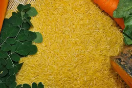 Philippines phê duyệt canh tác gạo vàng