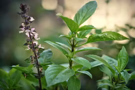 Giảm đường trong máu bằng húng quế