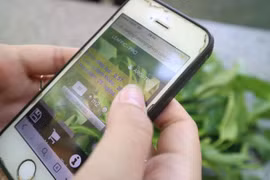 Phát hiện thừa, thiếu đạm của rau qua ảnh