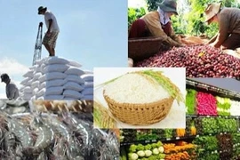 Các địa phương đẩy mạnh phát triển sản xuất, tiêu thụ, xuất khẩu nông sản cho các vùng, khu vực đã khống chế được dịch COVID-19. (Ảnh: VGP)