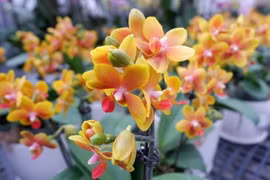 Trồng hoa lan công nghệ 4.0