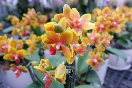 Trồng hoa lan công nghệ 4.0