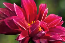 Tính ngày để hoa nở 