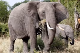 Các địa phương còn quần thể voi rừng