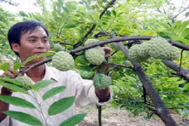 Lấy phấn hoa tự động