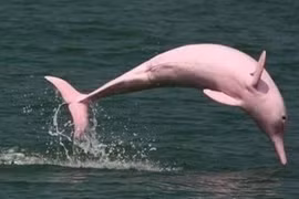 Cá heo hồng xuất hiện ở Đồ Sơn cho thấy môi trường biển đang cải thiện