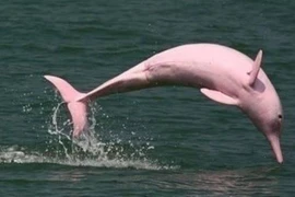 Cá heo hồng xuất hiện ở Đồ Sơn cho thấy môi trường biển đang cải thiện