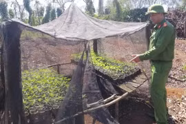 Hai anh em trồng hơn 1.500 cây cần sa trong rẫy