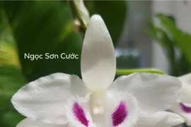 Quảng Ninh vào cuộc xác minh thương vụ lan var 250 tỷ đồng