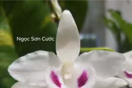 Quảng Ninh vào cuộc xác minh thương vụ lan var 250 tỷ đồng