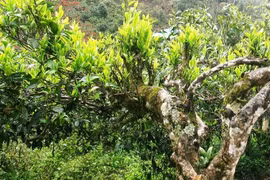 Giống chè shan tuyết giàu hoạt chất nhất