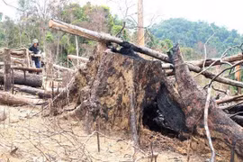 Gia Lai: Ban Quản lý Rừng phòng hộ Đức Cơ để mất hơn 9.000ha rừng