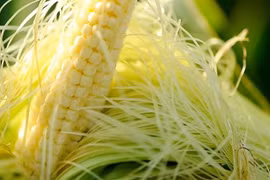  Râu bắp vị thuốc quý