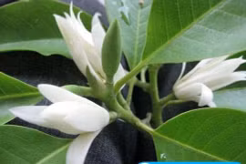 Hoa ngọc lan chữa đau bụng kinh