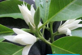 Hoa ngọc lan chữa đau bụng kinh