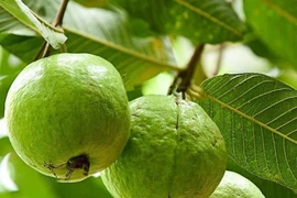 Vitamin C cần cho xương và răng