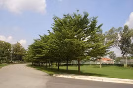 Hạn chế trồng cây ngoại lai