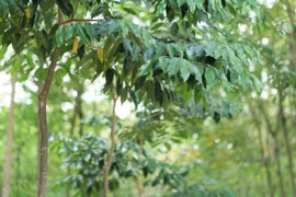 Dó bầu Hà Tĩnh cho trầm hương tốt