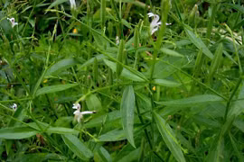 Xuyên tâm liên có thể hỗ trợ hiệu quả trong phòng chống Covid-19? 