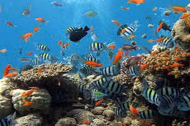 Rùa máy thông minh