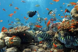 Rùa máy thông minh