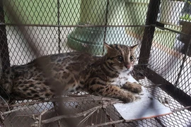 Huế: Phạt tới 400 triệu đồng nếu săn bắt, giết, nuôi, nhốt động vật rừng trái phép