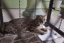 Huế: Phạt tới 400 triệu đồng nếu săn bắt, giết, nuôi, nhốt động vật rừng trái phép