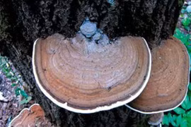 Nấm linh chi giúp thải độc tố	