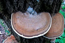 Nấm linh chi giúp thải độc tố	