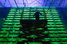 Hoạt động đào và giao dịch Bitcoin xả khí thải môi trường cực lớn